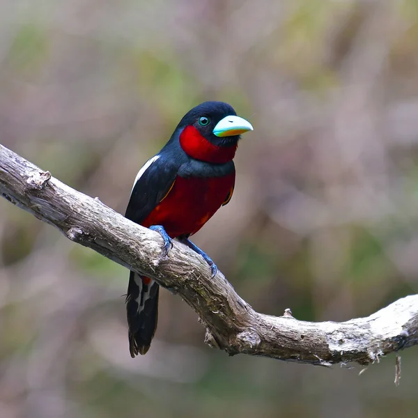 Beautiful Bird Black Red Broadbill Cymbirhynchus Macrorhynchos Bird Standing Branch — Stock Photo, Image