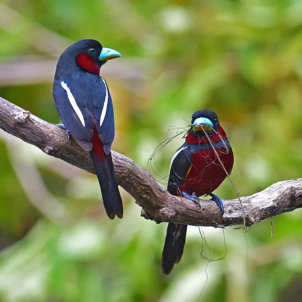 Bel Oiseau Couple Bec Large Noir Rouge Cymbirhynchus Macrorhynchos Oiseau — Photo