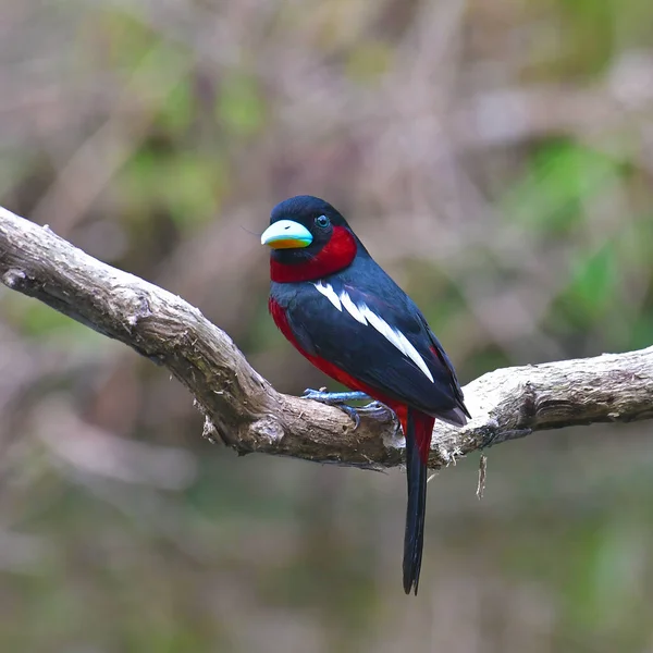 Beautiful Bird Black Red Broadbill Cymbirhynchus Macrorhynchos Bird Standing Branch — стоковое фото