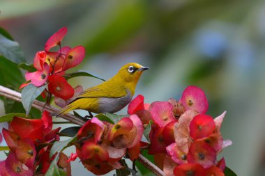 Oryantal white-eye (Zosterops palpebrosus), küçük ötücü kuş, şube Çin şapka bitki, Tayland.