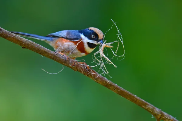 美丽的鸟 黑喉乳头 市区红头长尾山雀 自然泰国在树枝上栖息 — 图库照片