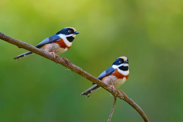 美しい鳥 自然タイの枝に止まったリトルオーク族シジュウカラ Concinnus — ストック写真