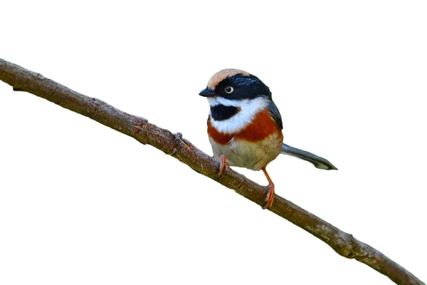 Beautiful Bird Black Throated Tit Aegithalos Concinnus Perching Branch Nature — Zdjęcie stockowe