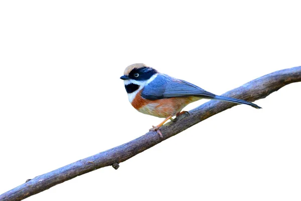 Bellissimo Uccello Tit Dalla Gola Nera Aegithalos Concinnus Appollaiato Ramo — Foto Stock