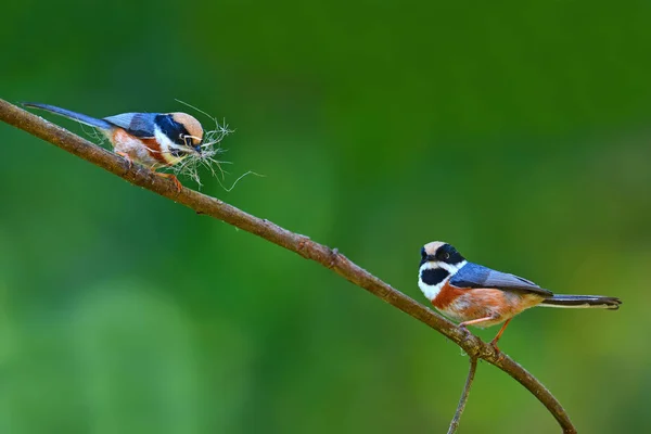 美丽的鸟 黑喉乳头 市区红头长尾山雀 自然泰国在树枝上栖息 — 图库照片