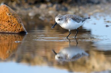 Tayland 'da kırmızı listedeki IUCN statüsünü tehlikeye atan güzel kuş, kaşık gagalı çulluk (Calidris pigmaea)