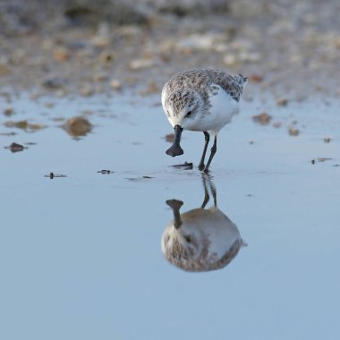 Tayland 'da kırmızı listedeki IUCN statüsünü tehlikeye atan güzel kuş, kaşık gagalı çulluk (Calidris pigmaea)