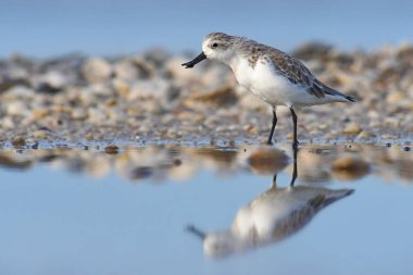 Tayland 'da kırmızı listedeki IUCN statüsünü tehlikeye atan güzel kuş, kaşık gagalı çulluk (Calidris pigmaea)