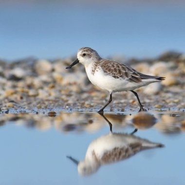 Tayland 'da kırmızı listedeki IUCN statüsünü tehlikeye atan güzel kuş, kaşık gagalı çulluk (Calidris pigmaea)