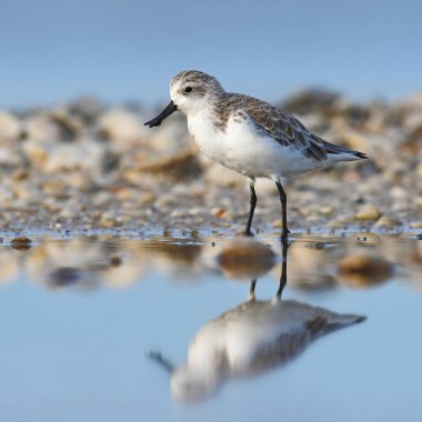 Beautiful bird, Spoon-billed sandpiper (Calidris pygmaea) who Critically Endangered status in Red list of IUCN in nature in Thailand