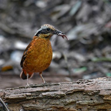 Güzel kuş, kulaklı Pitta erkeği (Pitta phayrei), Tayland 'da bir kütüğün üzerinde duruyor..