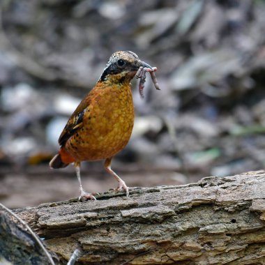 Güzel kuş, kulaklı Pitta erkeği (Pitta phayrei), Tayland 'da bir kütüğün üzerinde duruyor..