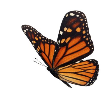 Beyaz arka plan üzerinde izole güzel kelebek monarch.