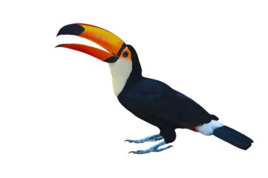 Toucan Toco (Ramphastos toco) beyaz arka planda izole edilmiştir..