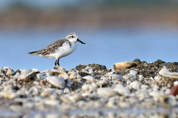 Tayland 'da kırmızı listedeki IUCN statüsünü tehlikeye atan güzel kuş, kaşık gagalı çulluk (Calidris pigmaea)