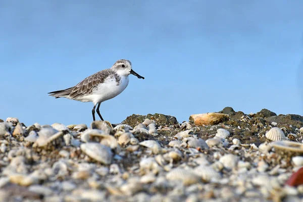 Tayland 'da kırmızı listedeki IUCN statüsünü tehlikeye atan güzel kuş, kaşık gagalı çulluk (Calidris pigmaea)