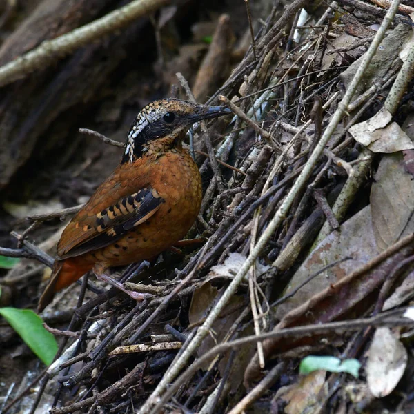 Güzel kuş, Mavi Pitta Erkeği (Pitta siyanea) Tayland, doğada civciv için besleniyor.