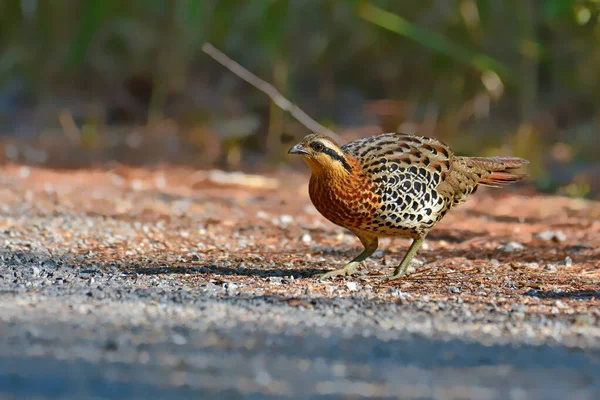 美しい鳥 タイの自然界の山竹のカートリッジ Bambusicola Fytchii — ストック写真