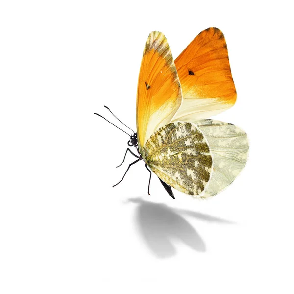 Красивая Оранжевая Белая Бабочка Белом Фоне — стоковое фото