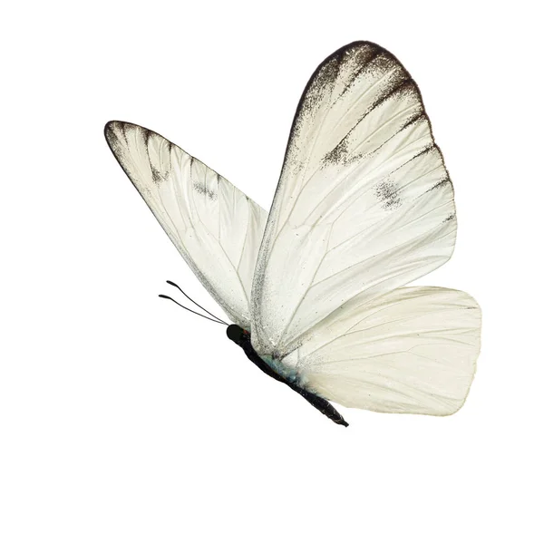 Hermosa Mariposa Blanca Aislada Sobre Fondo Blanco — Foto de Stock