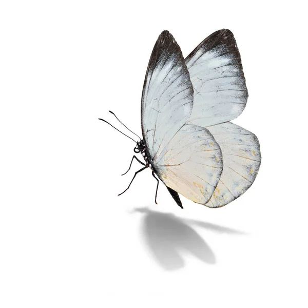 Красивая Белая Бабочка Белом Фоне — стоковое фото