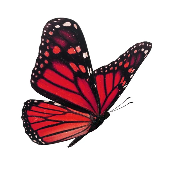 Hermosa Mariposa Monarca Roja Aislada Sobre Fondo Blanco —  Fotos de Stock