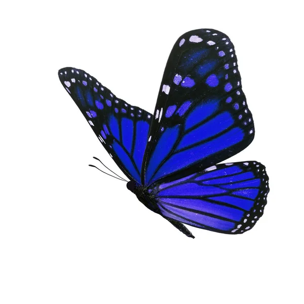 Gyönyörű Kék Uralkodó Pillangó Elszigetelt Fehér Background — Stock Fotó