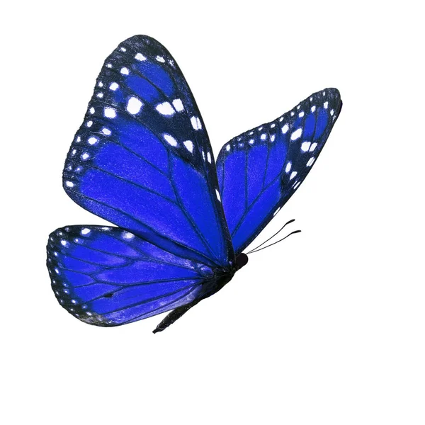 美しい青いモナーク蝶白い背景に分離 — ストック写真