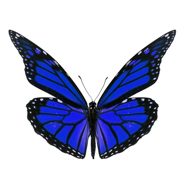Όμορφη Μπλε Πεταλούδα Μονάρχης Που Απομονώνονται Λευκό Φόντο — Φωτογραφία Αρχείου