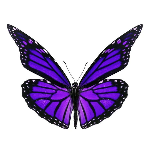 Beautiful Purple Monarch Butterfly Isolated White Background — Stock Photo, Image