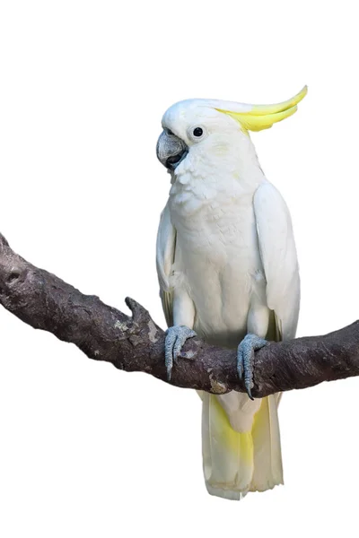 Sulphur Crested Cockatoo Cacatua Galerita Perching Branch Isolated White Background — Stock Photo, Image