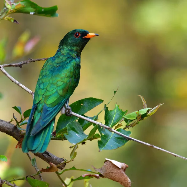 美丽的绿鸟 亚洲翡翠杜鹃 Chrysococcyx Maculatus 雄鸟栖息在树枝上 产自泰国 — 图库照片