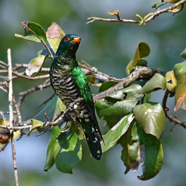 Schöner Grüner Vogel Männchen Des Asiatischen Smaragd Kuckucks Chrysococcyx Der — Stockfoto