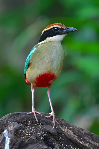 Beautiful Bird Fairy Pitta Pitta Nympha Bird Standing Log Bird — Stok fotoğraf