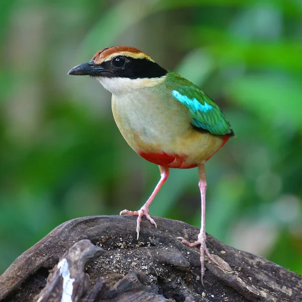 Beautiful Bird Fairy Pitta Pitta Nympha Bird Standing Log Bird — Stok fotoğraf