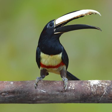 Siyah boyunlu aracari (Pteroglossus aracari) bir dala tünemektedir.