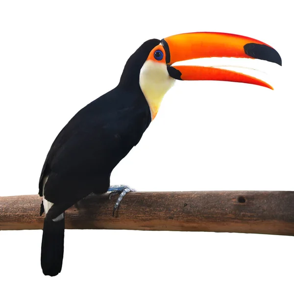 Toucan Toco Ramphastos Toco Beyaz Arkaplanda Izole Bir Dala Tünemiştir — Stok fotoğraf