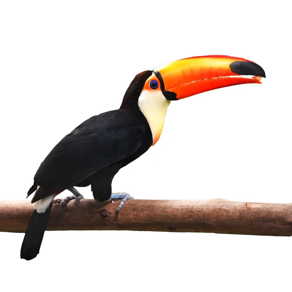 Toucan Toco Ramphastos Toco Perching Branch Isolated White Background — Stock Photo, Image