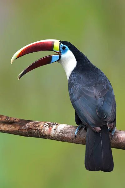 White Throated Toucan Ramphastos Tucanus Perching Branch — Stock fotografie