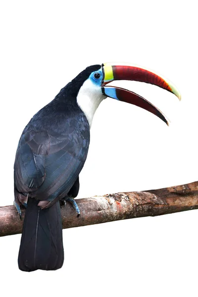 Bílý Hrdelní Toucan Ramphastos Tucanus Sedí Větvi Izolované Bílém Pozadí — Stock fotografie