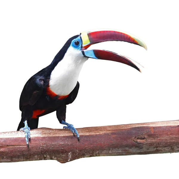 White Throated Toucan Ramphastos Tucanus Perching Branch Isolated White Background — Zdjęcie stockowe