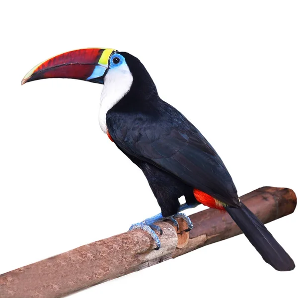 White Throated Toucan Ramphastos Tucanus Perching Branch Isolated White Background — Zdjęcie stockowe