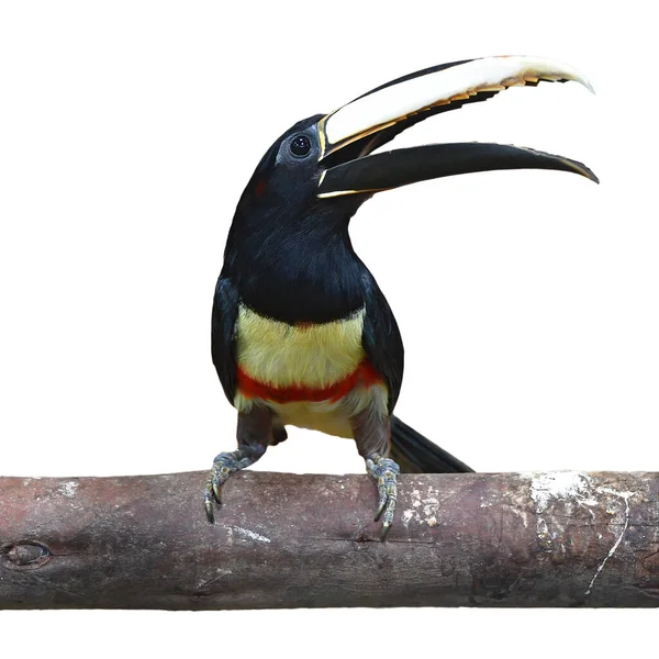 Aracari Cuello Negro Pteroglossus Aracari Posado Sobre Una Rama Aislada —  Fotos de Stock