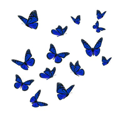 Güzel mavi beyaz arka plan üzerinde izole kelebek monarch.