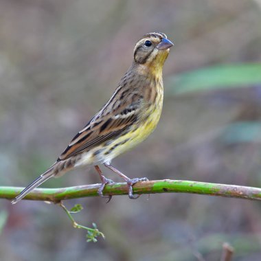 Güzel Kuş, Dişi Sarı Göğüslü Bunting (Emberiza aureola) bir dalın üzerinde duruyor.