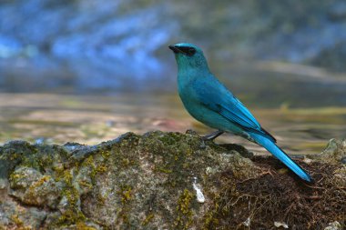 Verditer Flycatcher 'ın güzel erkeği (Eumyias thalassinus) taşın üzerinde oturuyor.
