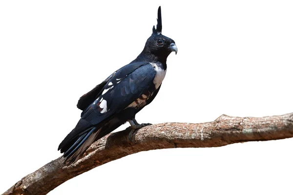 Vacker Fågel Svart Baza Aviceda Leuphotes Sittande Gren Fågel Från — Stockfoto