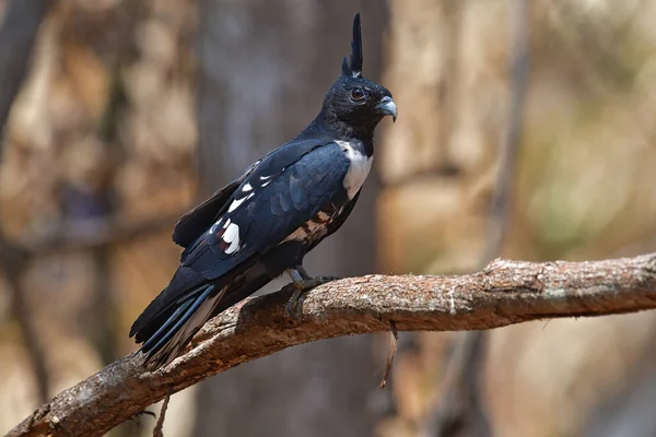 Гарний Птах Чорний База Aviceda Leuphotes Сидить Гілці Птах Таїланду — стокове фото