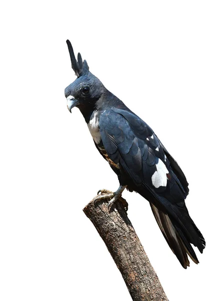 Bellissimo Uccello Black Baza Aviceda Leuphotes Appollaiato Ramo Uccello Dalla — Foto Stock