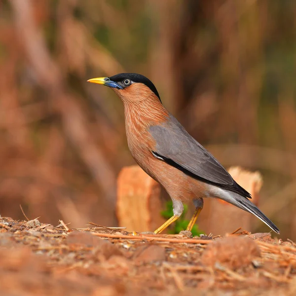 Vacker Fågel Brahminy Starling Sturnia Pagodarum Sittande Marken Fågel Från — Stockfoto